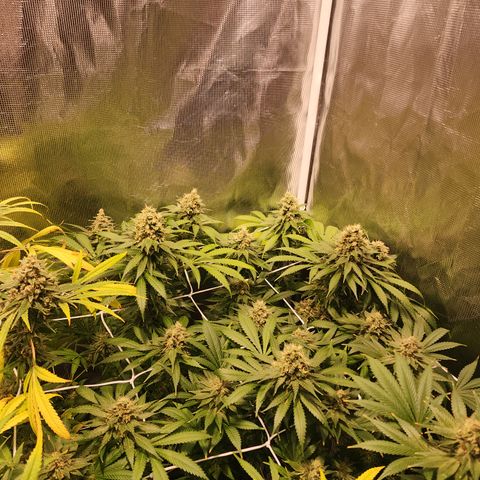 Runtz growlog timeline photo