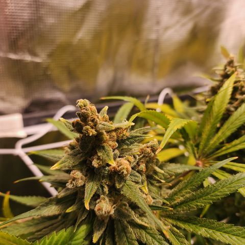 Watermelon Zkittlez growlog timeline photo