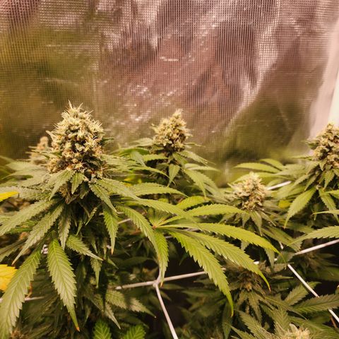 Runtz growlog timeline photo