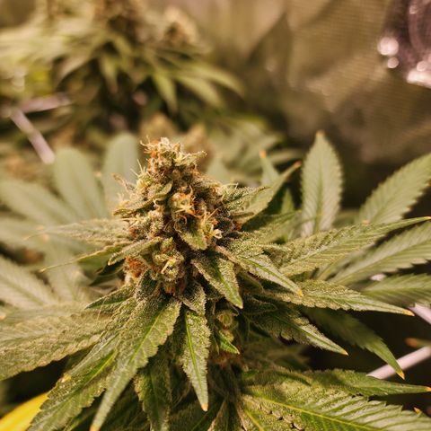 Wedding Cake growlog timeline photo