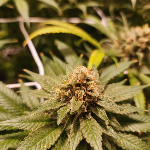 Wedding Cake growlog timeline photo