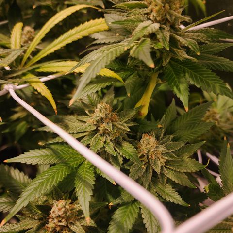 Wedding Cake growlog timeline photo