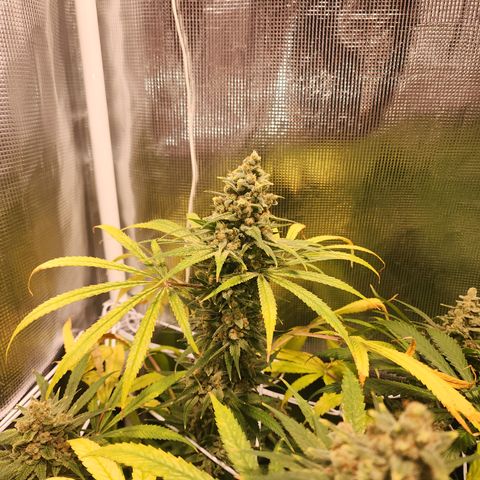 Watermelon Zkittlez growlog timeline photo