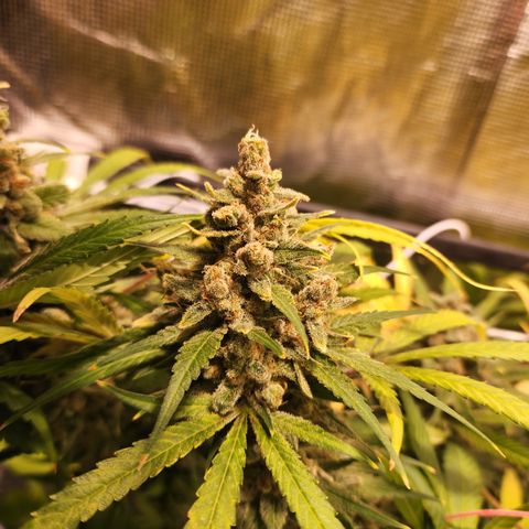 Watermelon Zkittlez growlog timeline photo