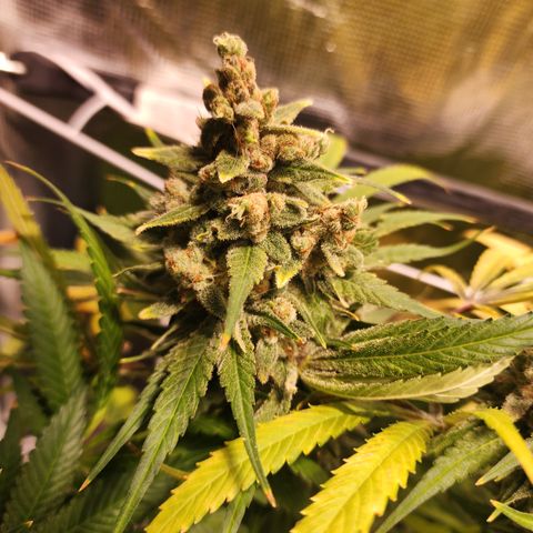 Watermelon Zkittlez growlog timeline photo