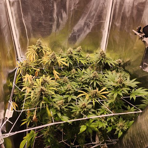 Watermelon Zkittlez growlog timeline photo