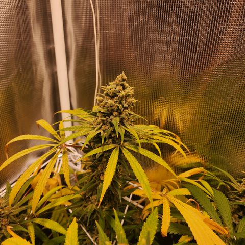 Watermelon Zkittlez growlog timeline photo