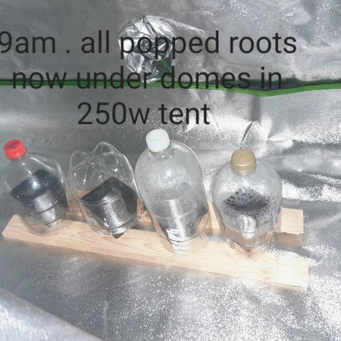 Purple GSC growlog timeline photo