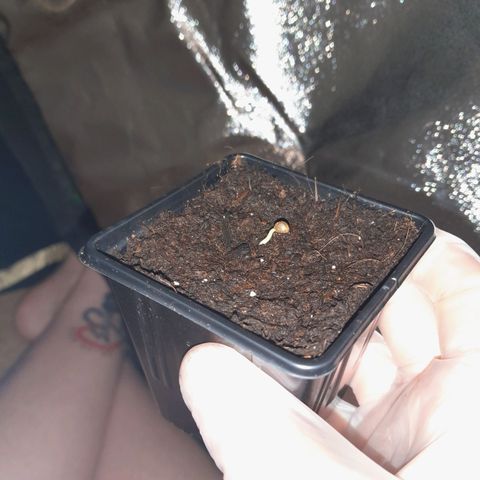 Purple GSC growlog timeline photo