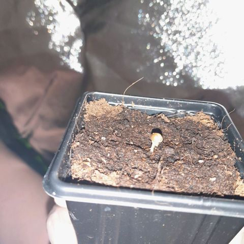 Purple GSC growlog timeline photo