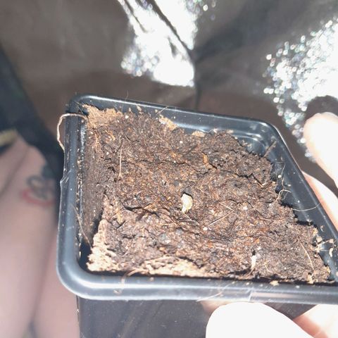 Purple GSC growlog timeline photo