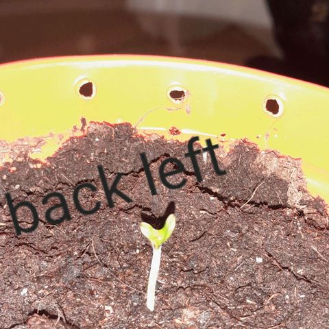 Purple GSC growlog timeline photo
