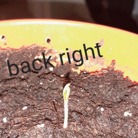 Purple GSC growlog timeline photo