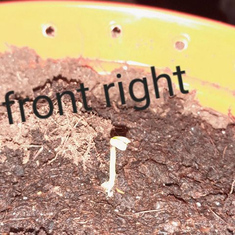 Purple GSC growlog timeline photo