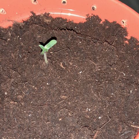 Purple GSC growlog timeline photo