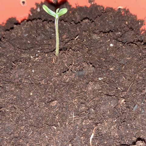 Purple GSC growlog timeline photo