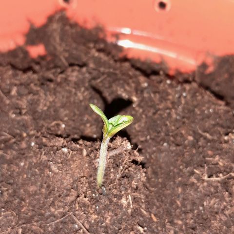 Purple GSC growlog timeline photo