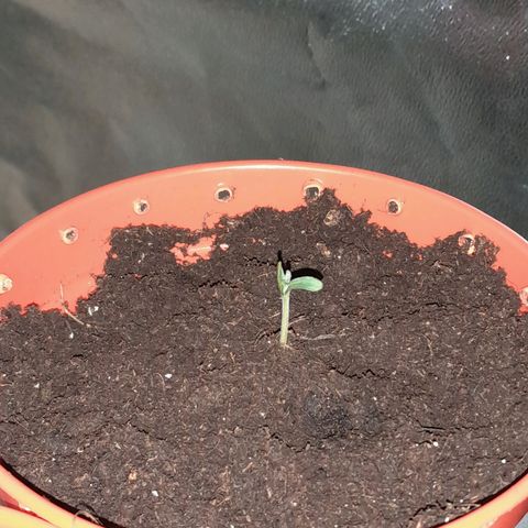 Purple GSC growlog timeline photo