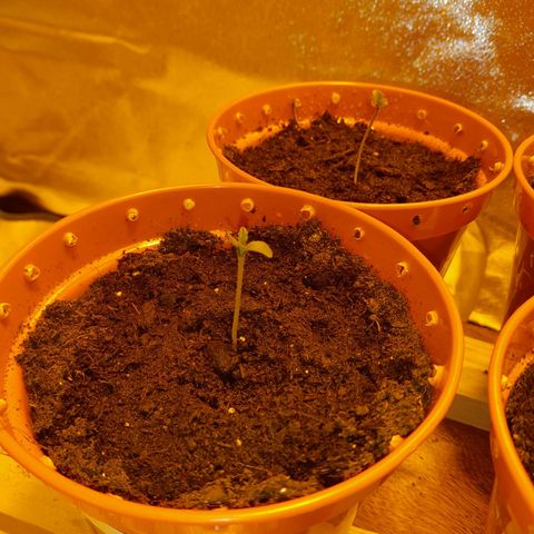 Purple GSC growlog timeline photo