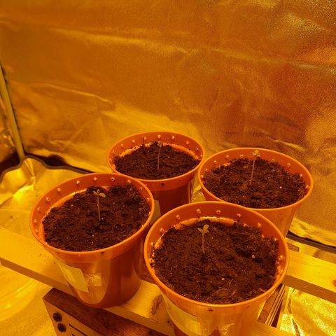 Purple GSC growlog timeline photo