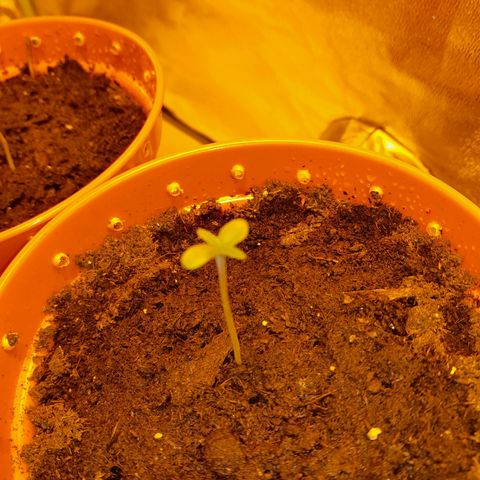 Purple GSC growlog timeline photo