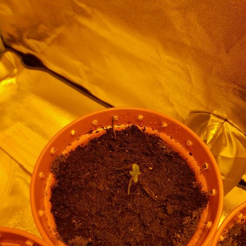 Purple GSC growlog timeline photo