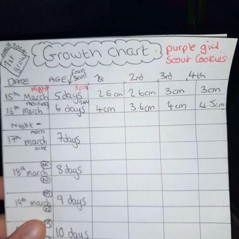 Purple GSC growlog timeline photo