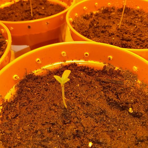 Purple GSC growlog timeline photo