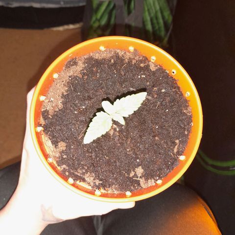 Purple GSC growlog timeline photo