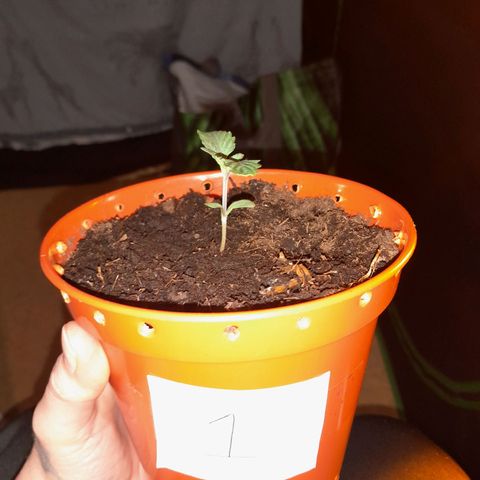 Purple GSC growlog timeline photo