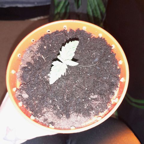 Purple GSC growlog timeline photo