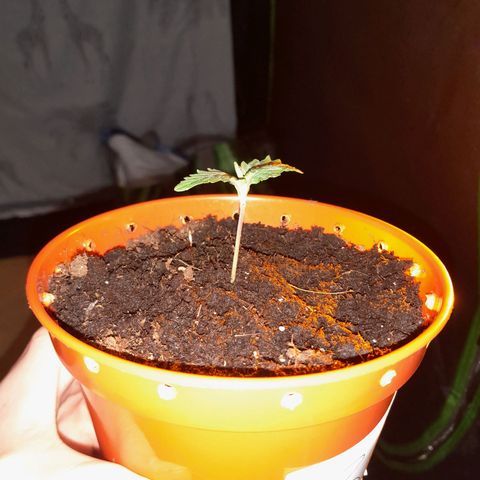 Purple GSC growlog timeline photo