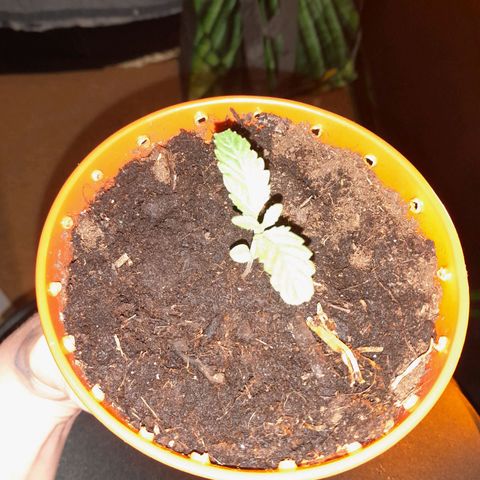 Purple GSC growlog timeline photo