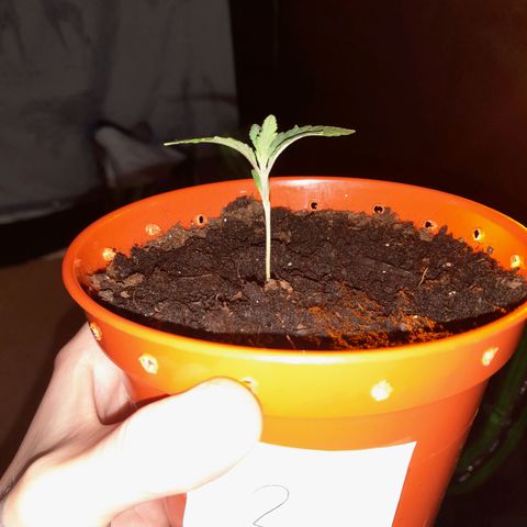 Purple GSC growlog timeline photo