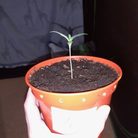 Purple GSC growlog timeline photo