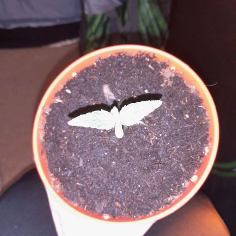 Purple GSC growlog timeline photo