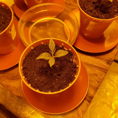 Purple GSC growlog timeline photo