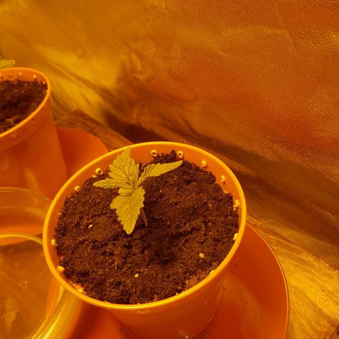 Purple GSC growlog timeline photo