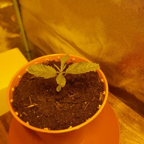 Purple GSC growlog timeline photo