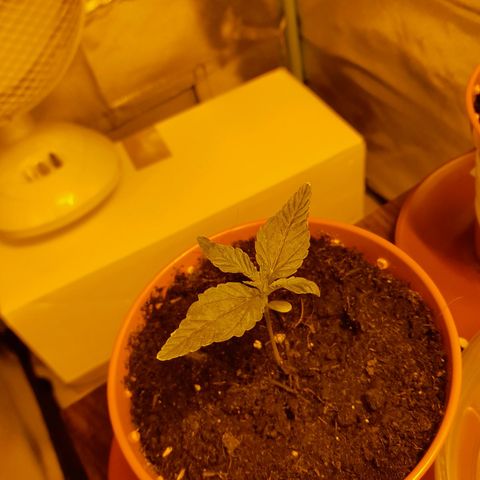 Purple GSC growlog timeline photo