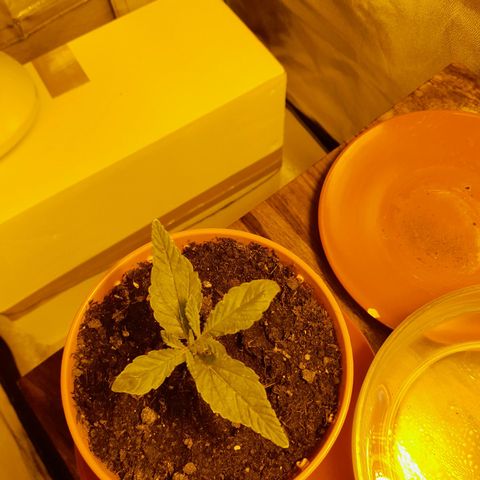 Purple GSC growlog photo: Weird colours on one plant is just the lighting 