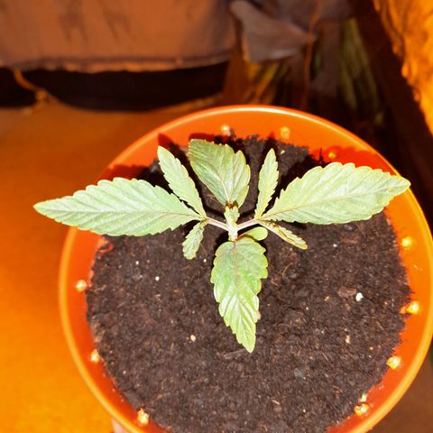 Purple GSC growlog photo: Weird colours on one plant is just the lighting 