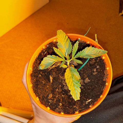 Purple GSC growlog photo: Weird colours on one plant is just the lighting 