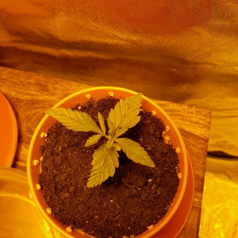 Purple GSC growlog photo: Weird colours on one plant is just the lighting 