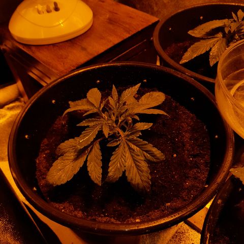 Purple GSC growlog timeline photo