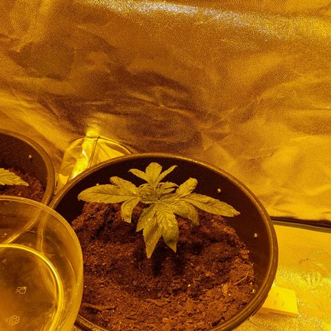 Purple GSC growlog timeline photo