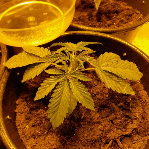 Purple GSC growlog timeline photo