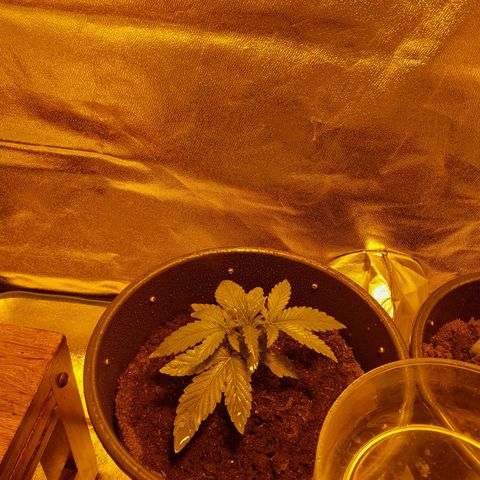 Purple GSC growlog timeline photo