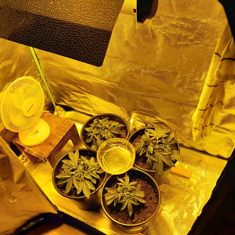 Purple GSC growlog timeline photo