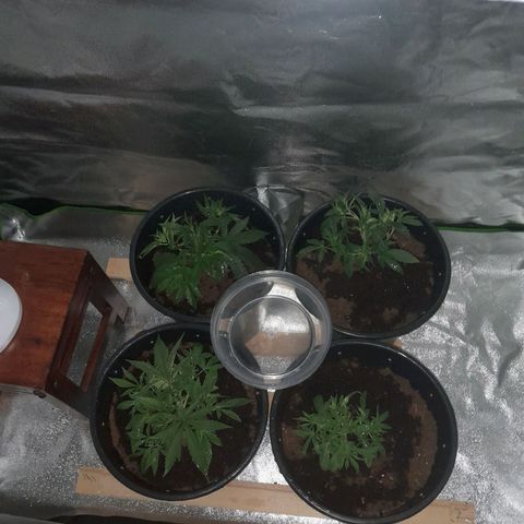 Purple GSC growlog timeline photo